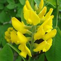 Petteria ramentacea fleur